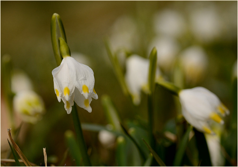 Märzbecher (Leucojum vernum)