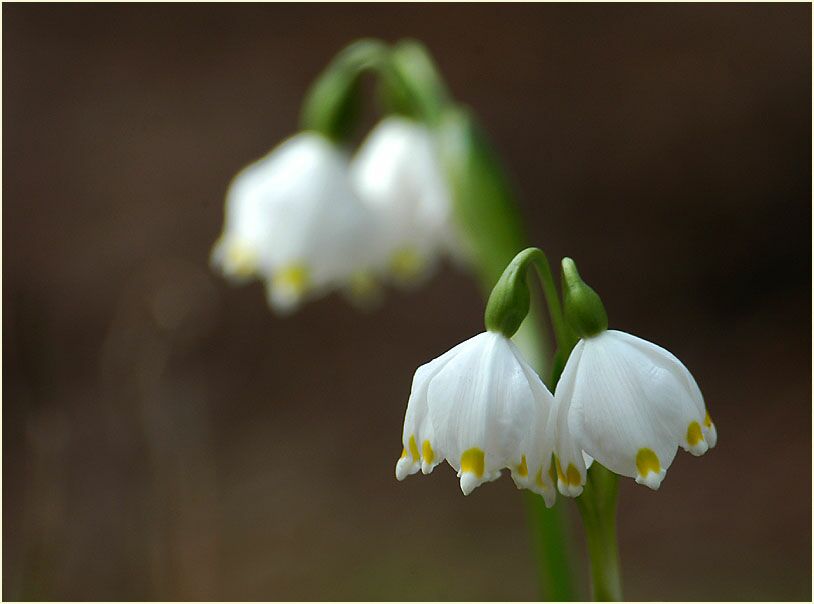 Märzbecher (Leucojum vernum)