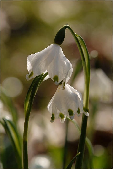 Märzbecher (Leucojum vernum)