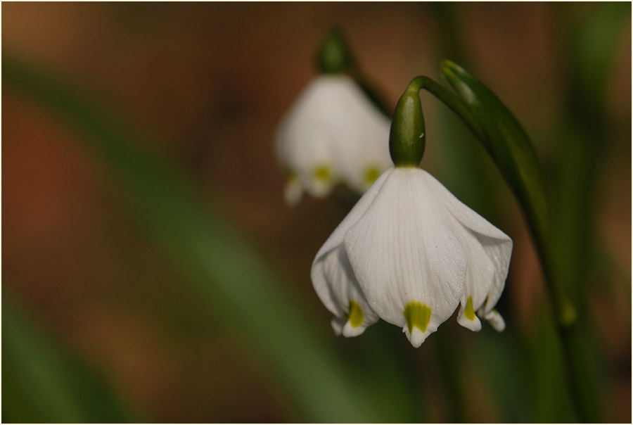 Märzbecher (Leucojum vernum)