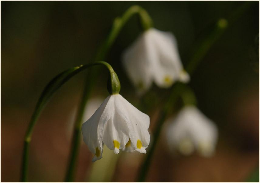 Märzbecher (Leucojum vernum)