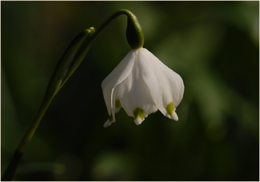 Märzbecher (Leucojum vernum)