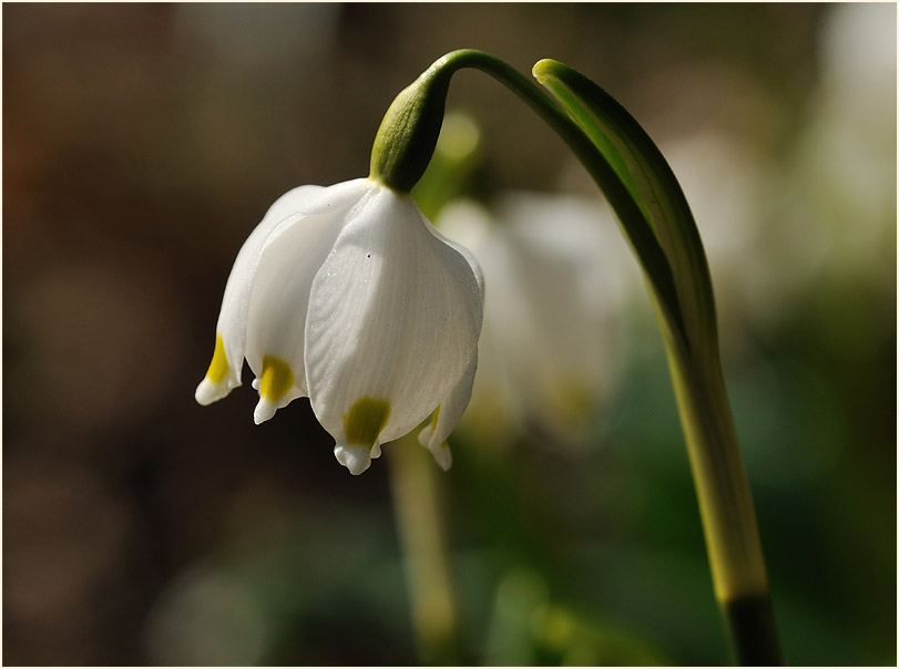 Märzbecher (Leucojum vernum)