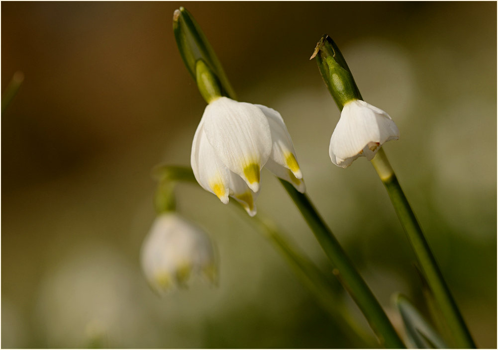 Märzbecher (Leucojum vernum)