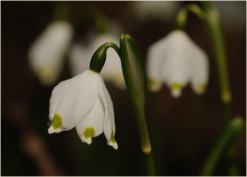 Märzbecher (Leucojum vernum)