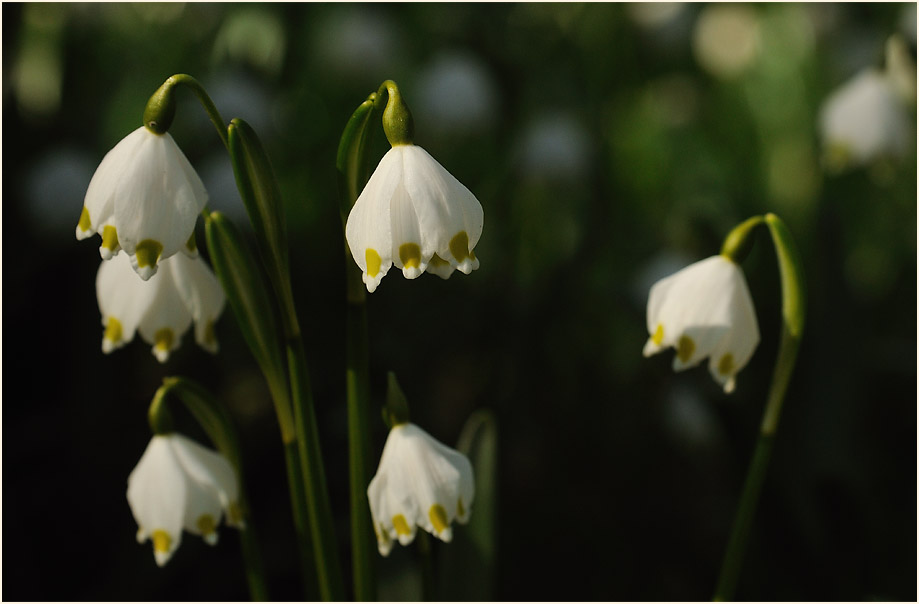 Märzbecher (Leucojum vernum)