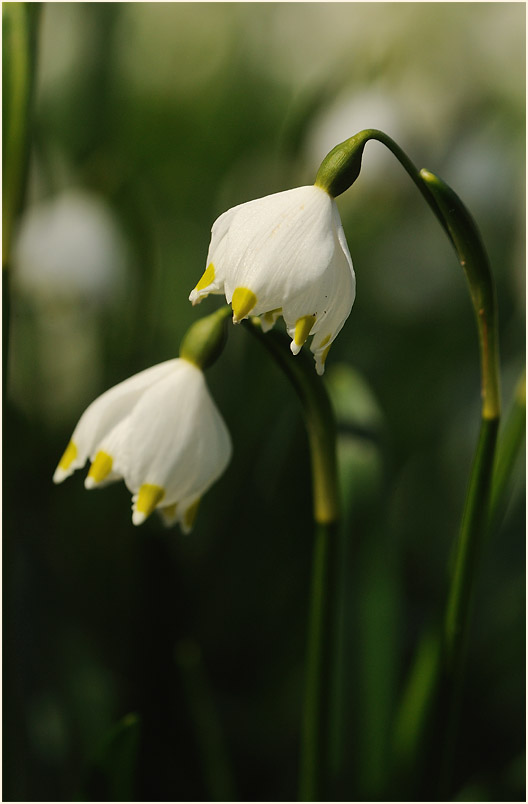 Märzbecher (Leucojum vernum)