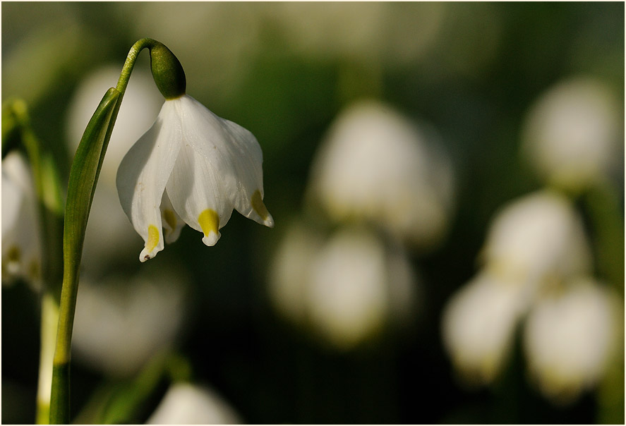 Märzbecher (Leucojum vernum)