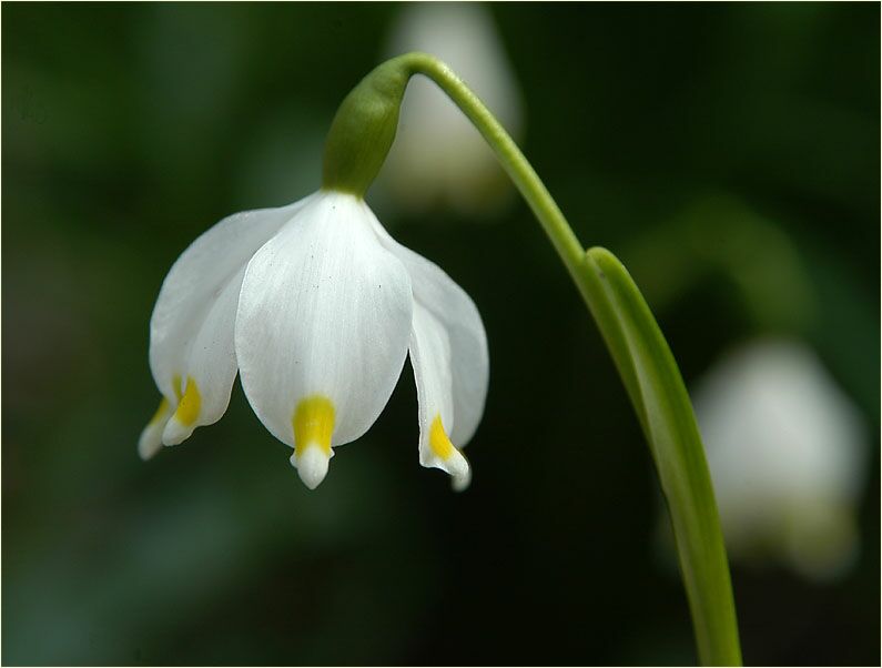 Märzbecher (Leucojum vernum)