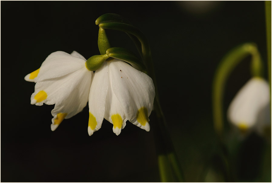 Märzbecher (Leucojum vernum)