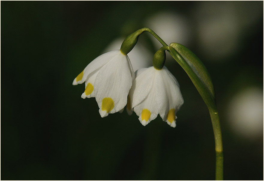 Märzbecher (Leucojum vernum)