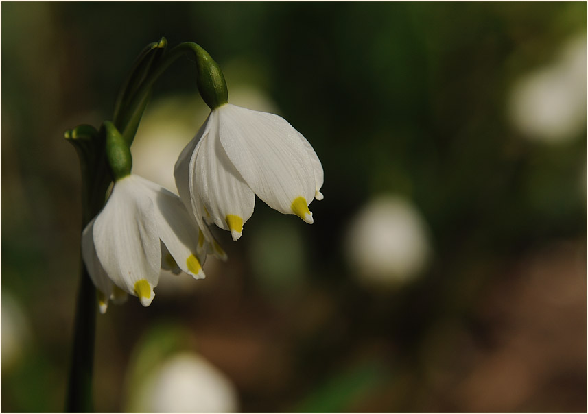 Märzbecher (Leucojum vernum)