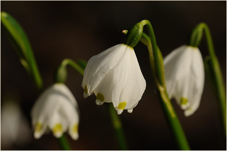 Märzbecher (Leucojum vernum)