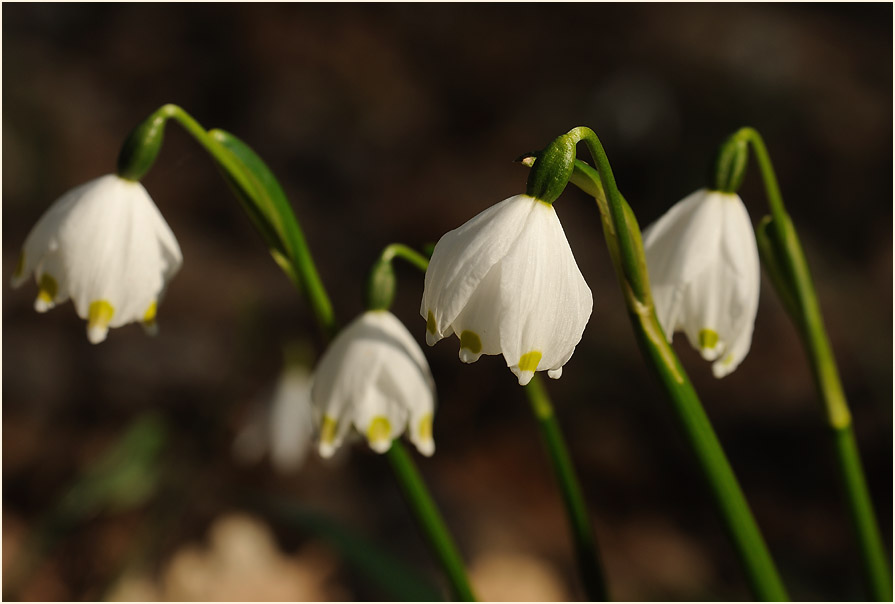 Märzbecher (Leucojum vernum)