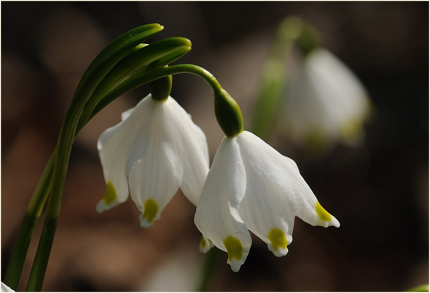 Märzbecher (Leucojum vernum)