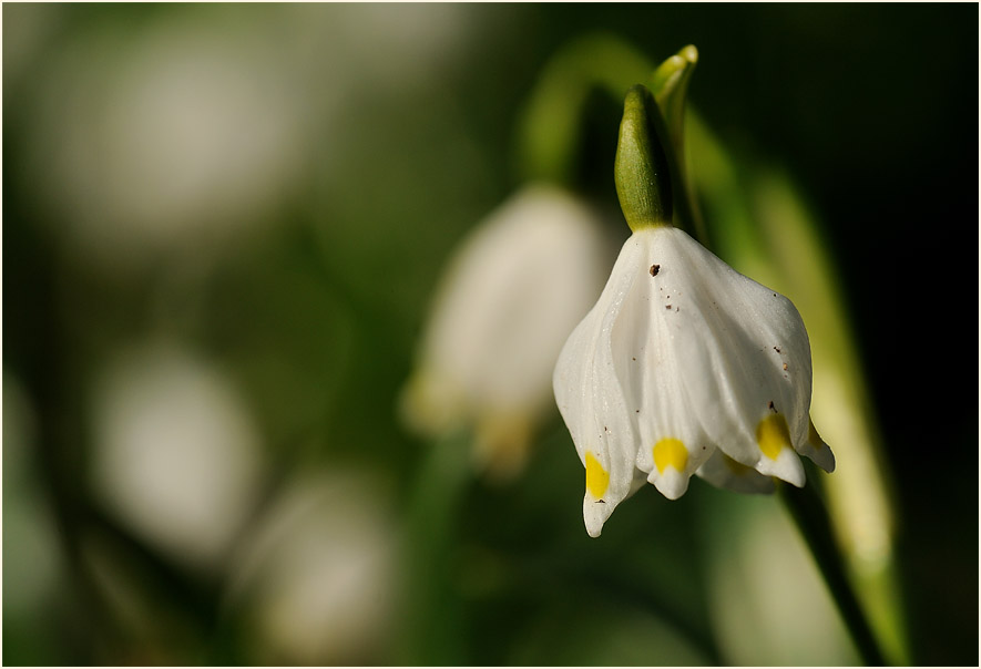 Märzbecher (Leucojum vernum)