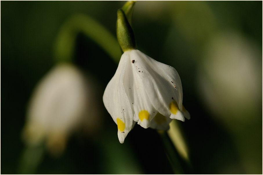 Märzbecher (Leucojum vernum)