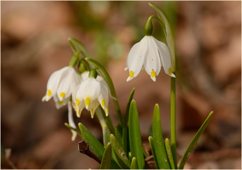 Märzbecher (Leucojum vernum)