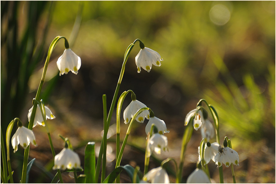 Märzbecher (Leucojum vernum)