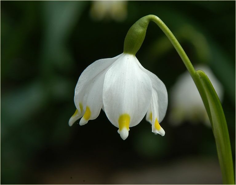 Märzbecher (Leucojum vernum)