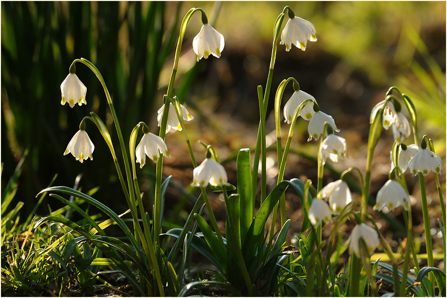 Märzbecher (Leucojum vernum)