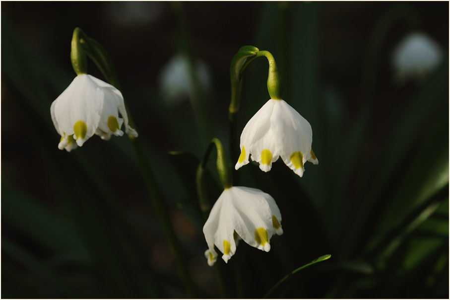 Märzbecher (Leucojum vernum)