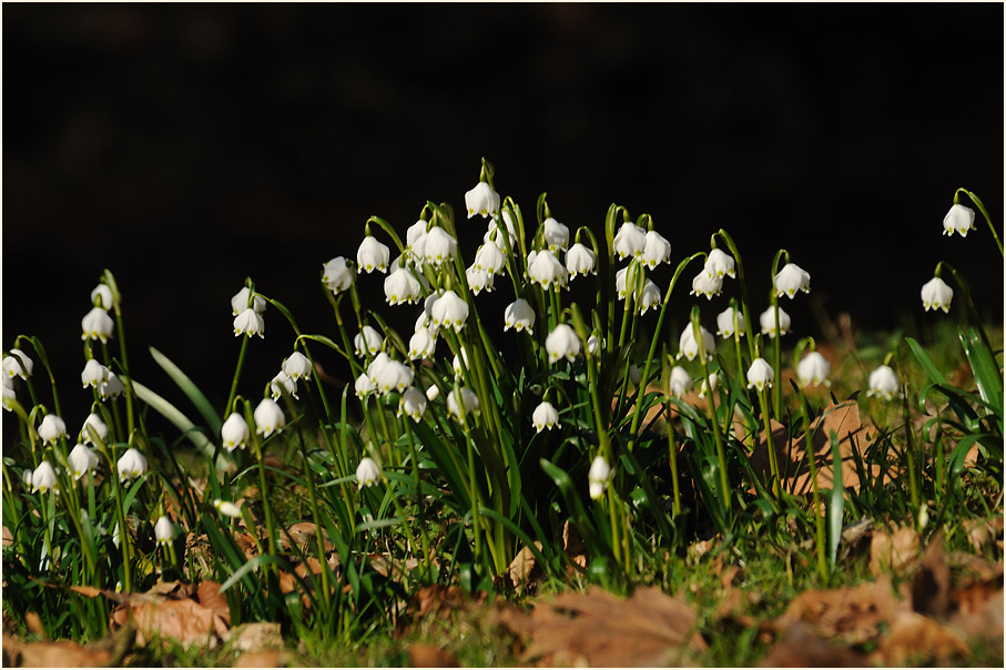 Märzbecher (Leucojum vernum)