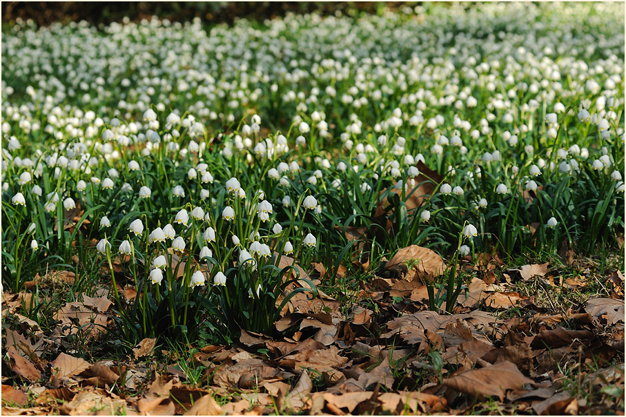 Märzbecher (Leucojum vernum)