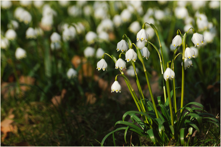 Märzbecher (Leucojum vernum)