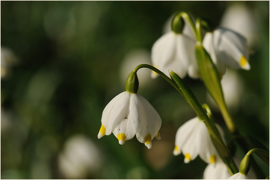 Märzbecher (Leucojum vernum)