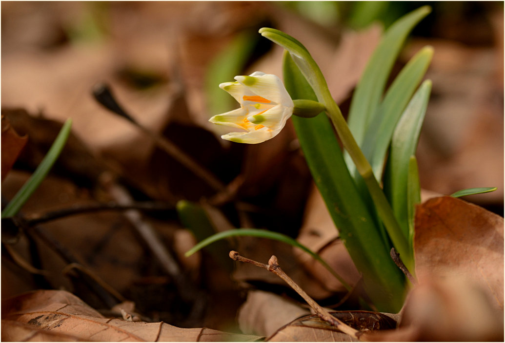 Märzbecher (Leucojum vernum)