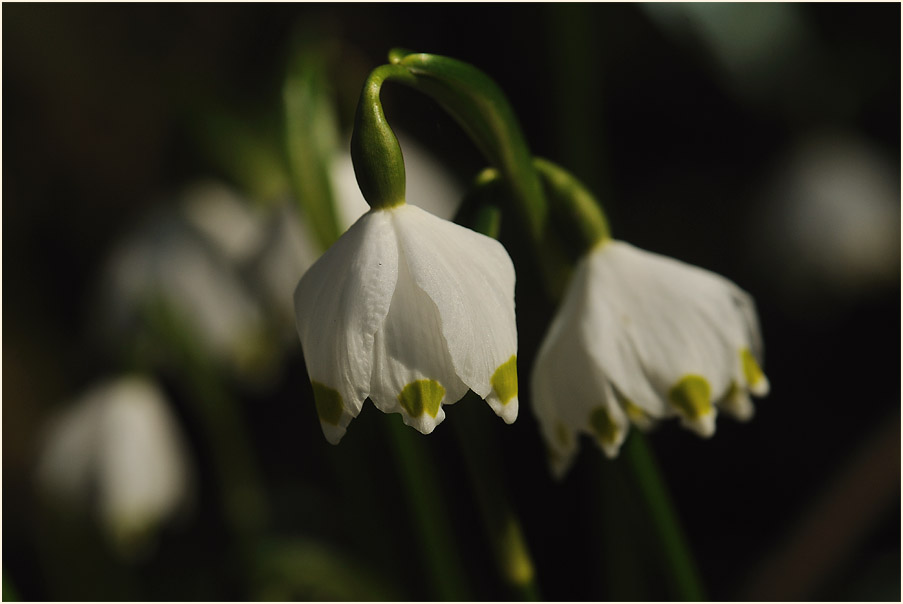 Märzbecher (Leucojum vernum)