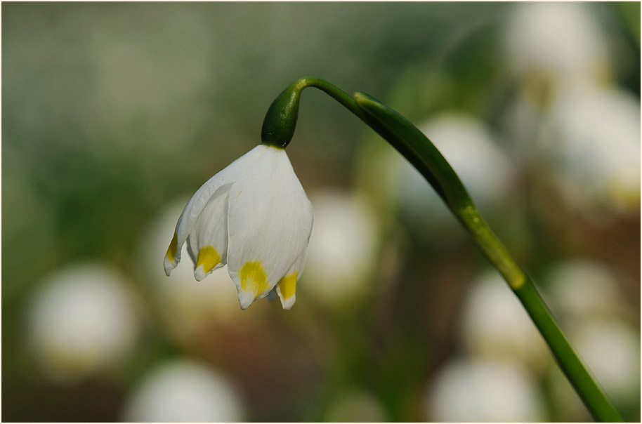 Märzbecher (Leucojum vernum)