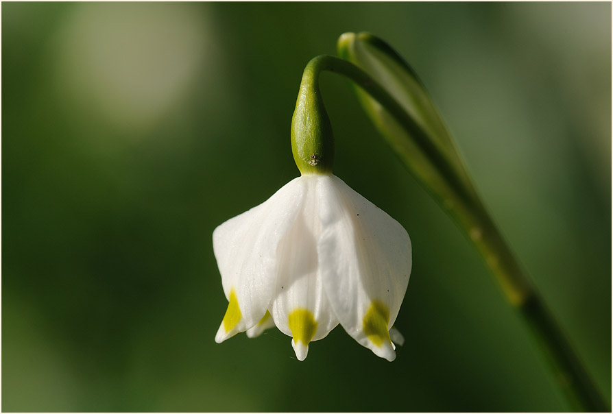 Märzbecher (Leucojum vernum)