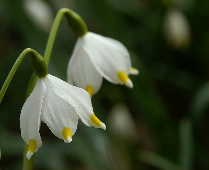 Märzbecher (Leucojum vernum)