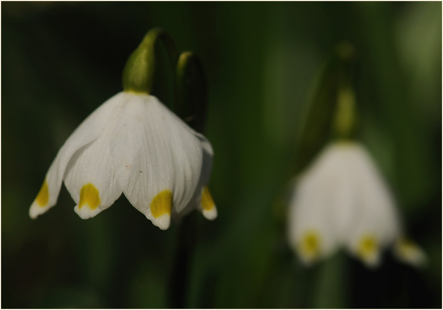 Märzbecher (Leucojum vernum)