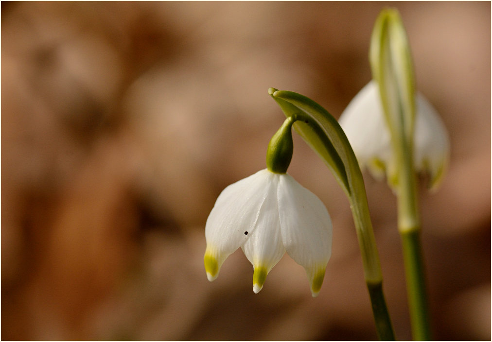 Märzbecher (Leucojum vernum)