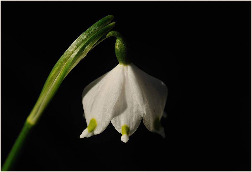 Märzbecher (Leucojum vernum)