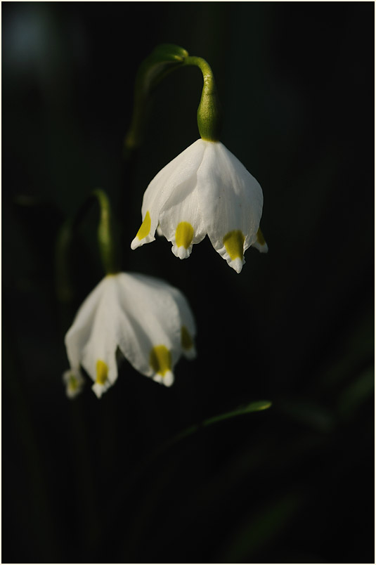 Märzbecher (Leucojum vernum)