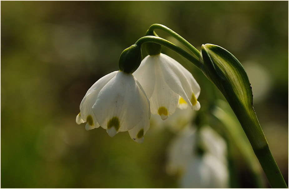 Märzbecher (Leucojum vernum)