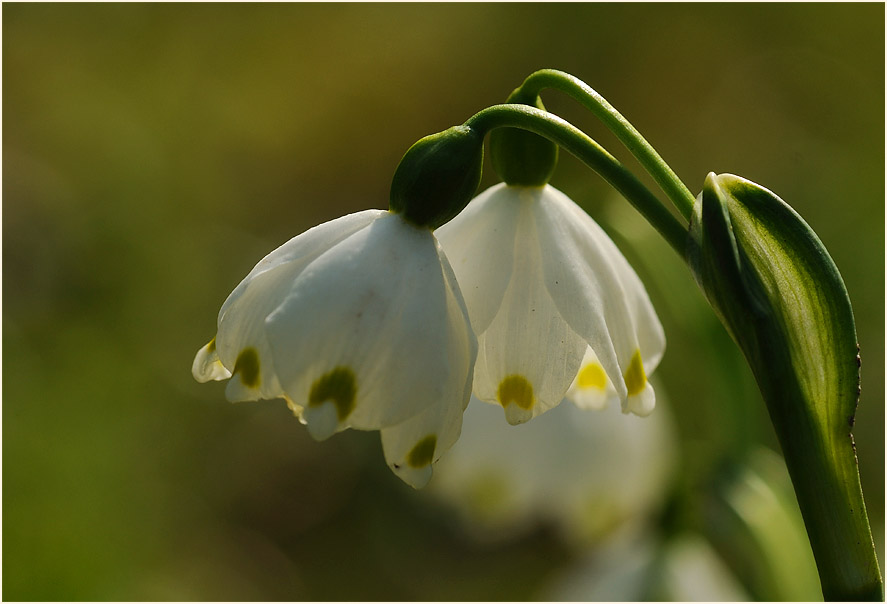 Märzbecher (Leucojum vernum)