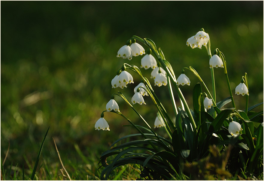 Märzbecher (Leucojum vernum)