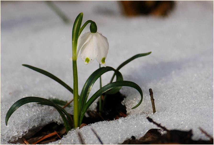 Märzbecher (Leucojum vernum)