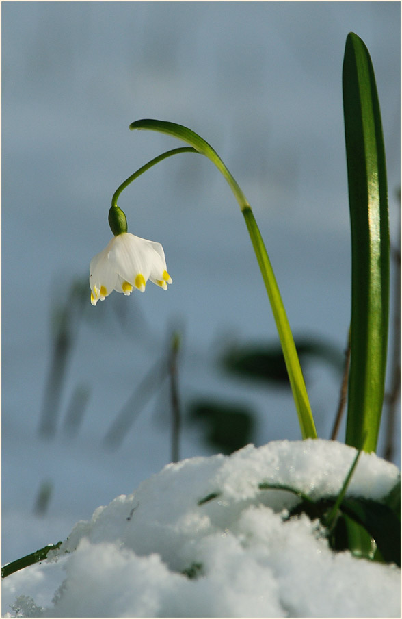 Märzbecher (Leucojum vernum)