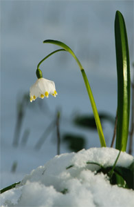 vergrößern