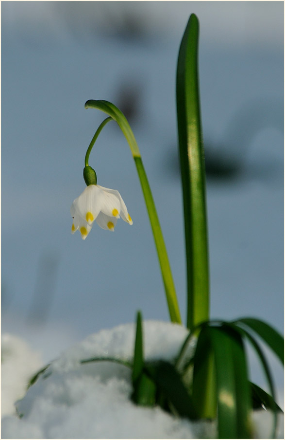 Märzbecher (Leucojum vernum)