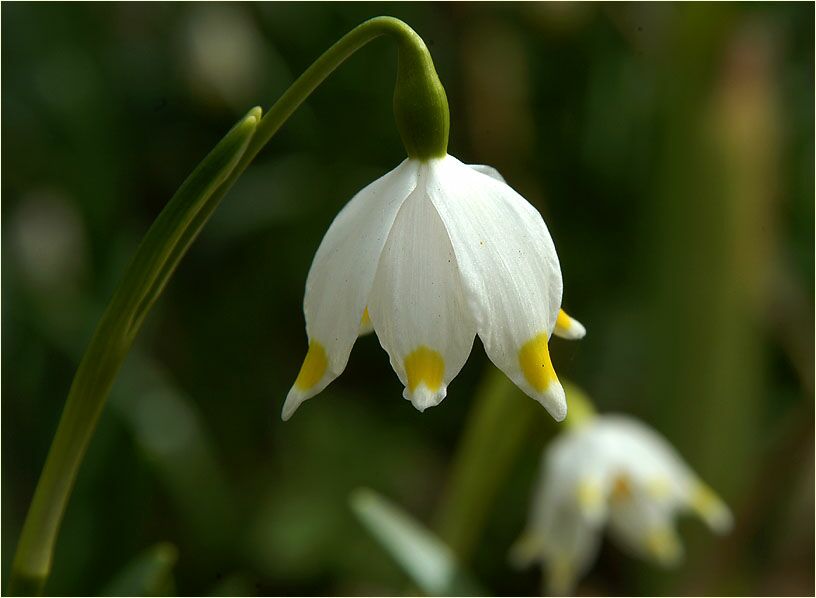 Märzbecher (Leucojum vernum)