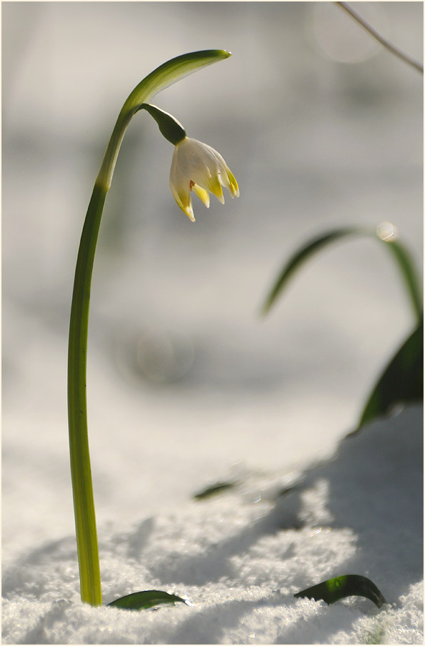 Märzbecher (Leucojum vernum)