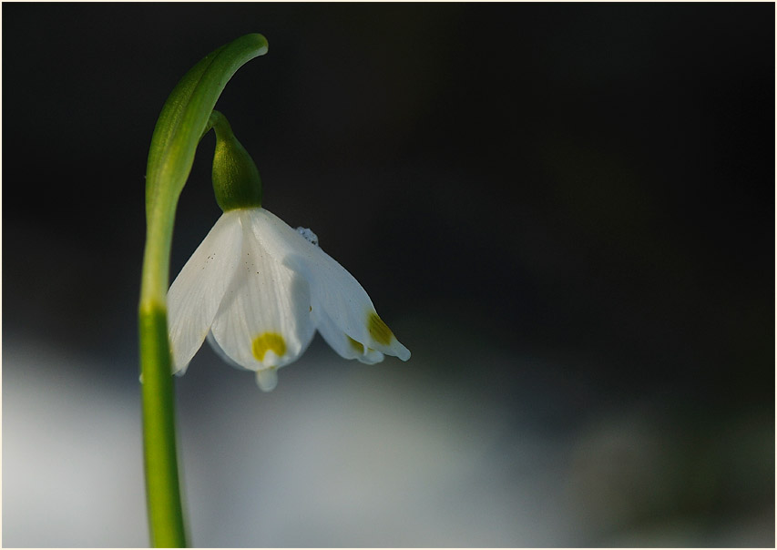 Märzbecher (Leucojum vernum)