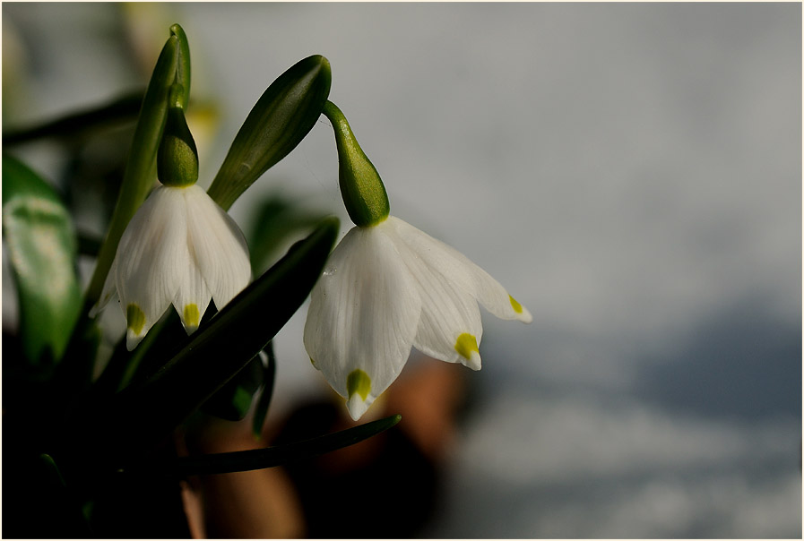 Märzbecher (Leucojum vernum)